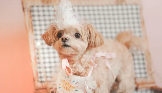 ワンちゃんイベント「犬のお茶会」の撮影を担当させていただきました